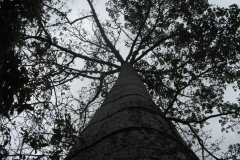 Bosque-Protector-Chongon-Colonche